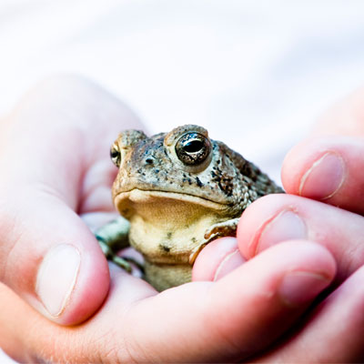 Search Marketing Agency Pet Toad